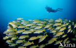 Fivelined snapper (Lutjanus quinquelineatus)