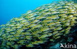 Fivelined snapper (Lutjanus quinquelineatus)