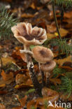 Sombere honingzwam (Armillaria ostoyae)