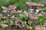 Sombere honingzwam (Armillaria ostoyae)