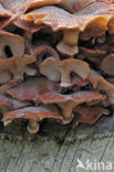 Sombere honingzwam (Armillaria ostoyae)