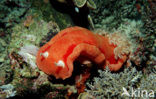 Spanish dancer (Hexabranchus sanguineus)