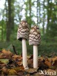 Spechtinktzwam (Coprinus picaceus)