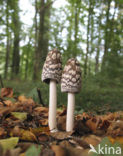 Spechtinktzwam (Coprinus picaceus)