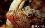 Spitssnuit kogelvis (Canthigaster papua)