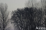 European Starling (Sturnus vulgaris)