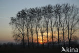 European Starling (Sturnus vulgaris)
