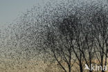 European Starling (Sturnus vulgaris)