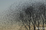 Spreeuw (Sturnus vulgaris)