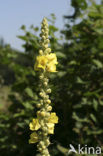 Denseflowered Mullein (Verbascum densiflorum)