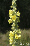 Denseflowered Mullein (Verbascum densiflorum)