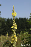 Denseflowered Mullein (Verbascum densiflorum)
