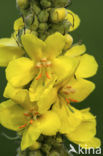 Denseflowered Mullein (Verbascum densiflorum)