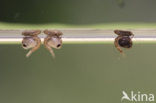 Steekmug (Culex pipiens)