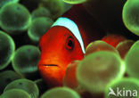 Spinecheek clownfish (Premnas aculeatus)