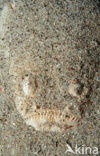Marbled stargazer (Uranoscopus bicinctus)