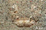 Sterrenkijker (Uranoscopus bicinctus)