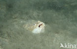 Sterrenkijker (Uranoscopus bicinctus)
