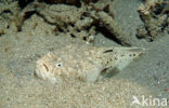 Marbled stargazer (Uranoscopus bicinctus)