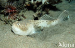 Marbled stargazer (Uranoscopus bicinctus)