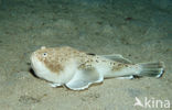 Marbled stargazer (Uranoscopus bicinctus)