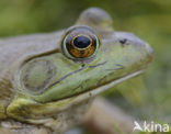 American bullfrog (Rana catesbeiana)