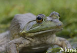 American bullfrog (Rana catesbeiana)