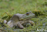 American bullfrog (Rana catesbeiana)