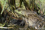 American bullfrog (Rana catesbeiana)