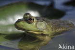 American bullfrog (Rana catesbeiana)