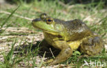 American bullfrog (Rana catesbeiana)