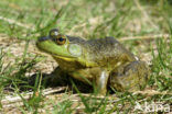 American bullfrog (Rana catesbeiana)