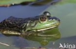 American bullfrog (Rana catesbeiana)