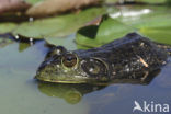 American bullfrog (Rana catesbeiana)