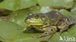 American bullfrog (Rana catesbeiana)