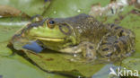 American bullfrog (Rana catesbeiana)