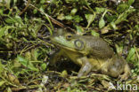 American bullfrog (Rana catesbeiana)