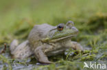 American bullfrog (Rana catesbeiana)