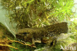 American bullfrog (Rana catesbeiana)