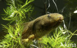 American bullfrog (Rana catesbeiana)