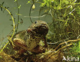 American bullfrog (Rana catesbeiana)