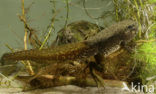 American bullfrog (Rana catesbeiana)