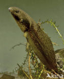 American bullfrog (Rana catesbeiana)