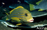 Streep diklipvis (Plectorhinchus polytaenia)