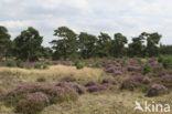 Heather