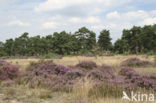 Heather