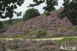 Heather