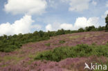 Heather