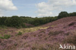 Heather