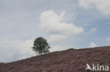 Heather